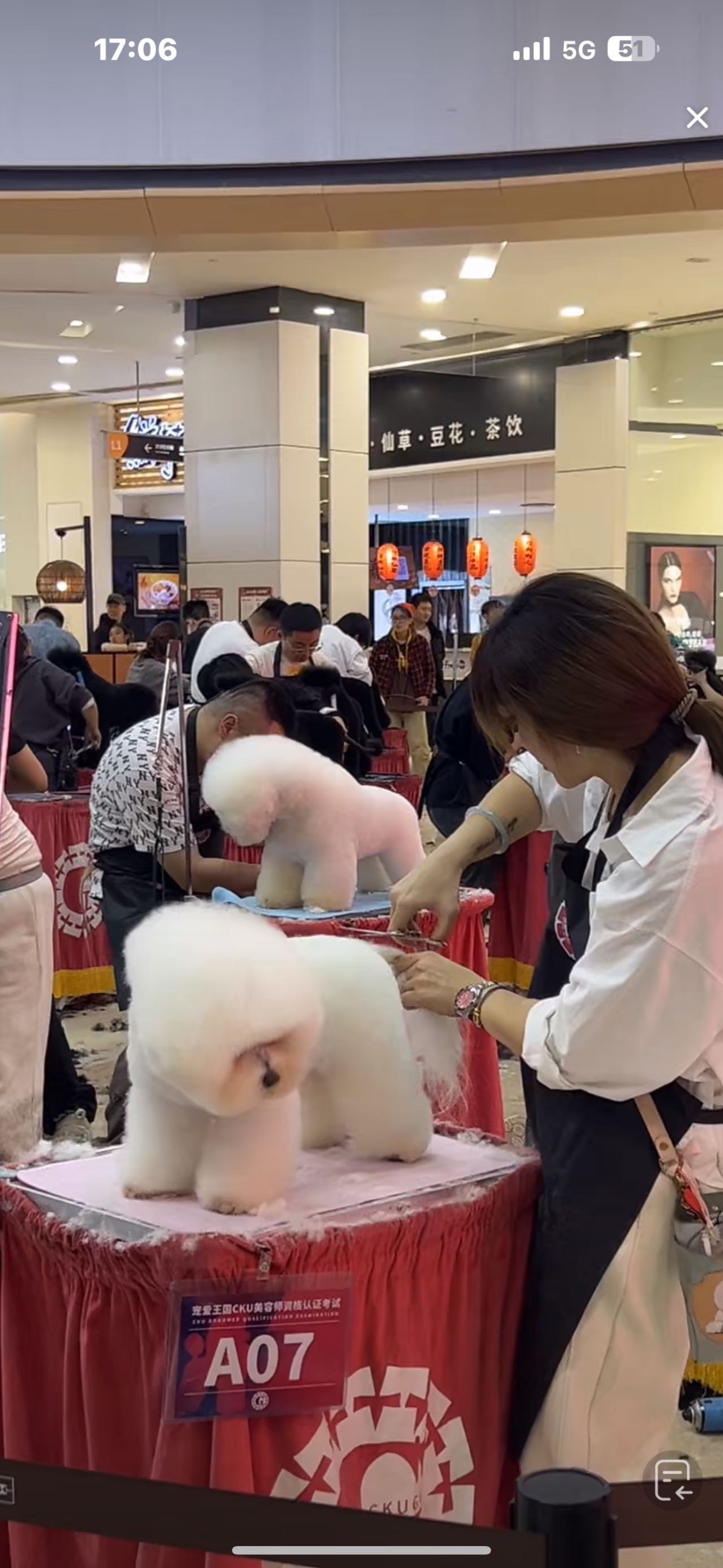 Competition grooming