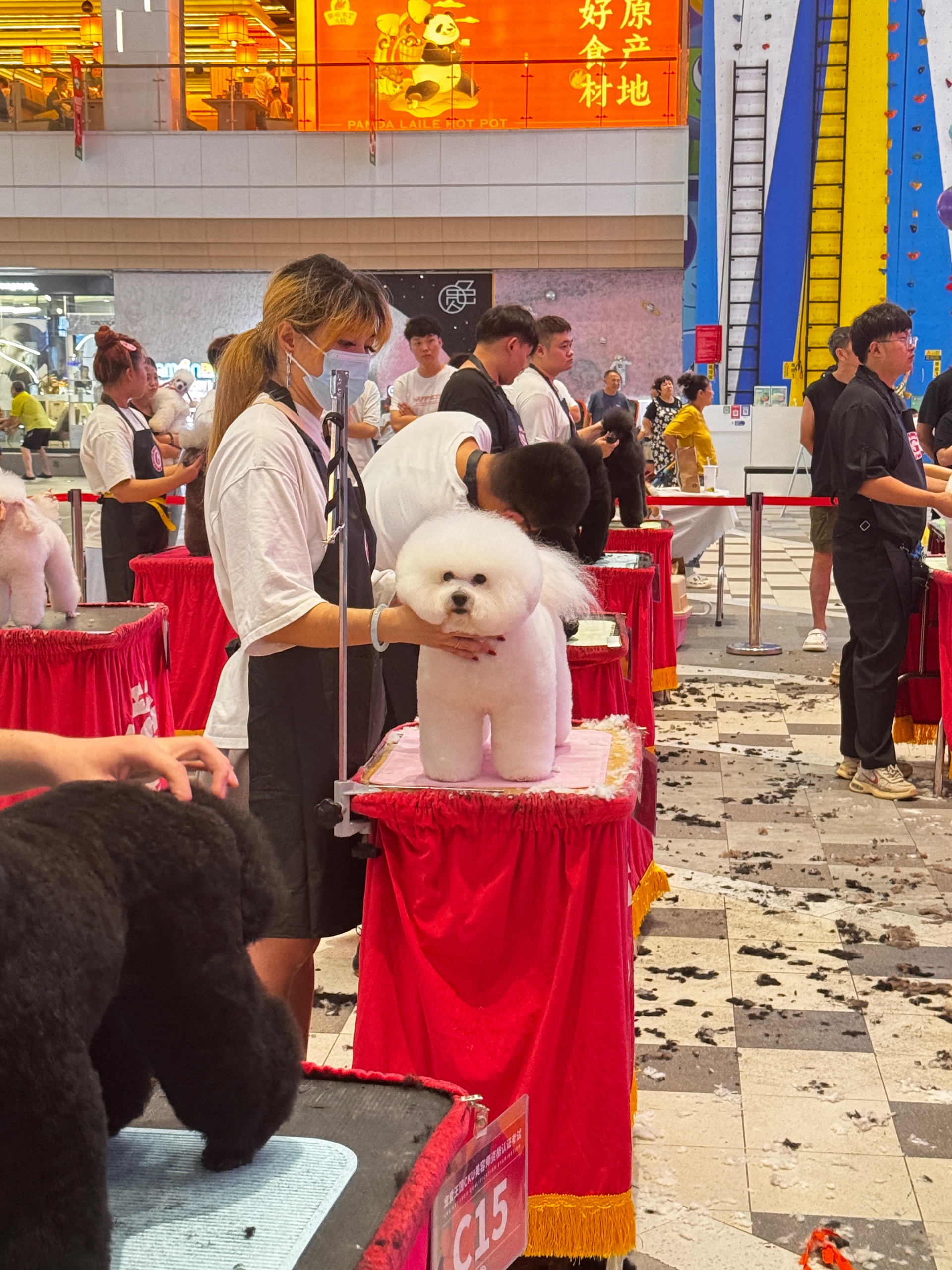 Competition grooming