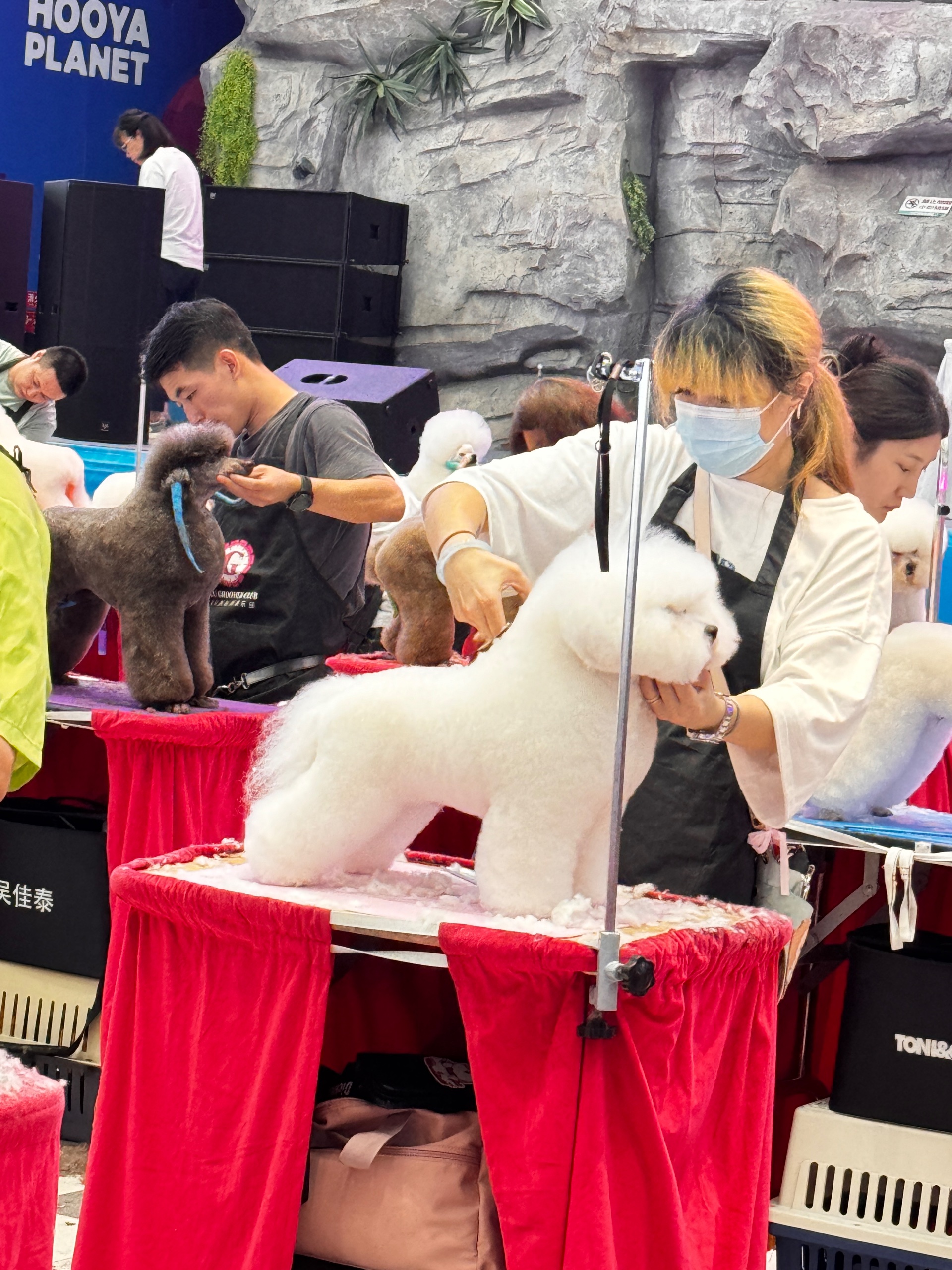 Competition grooming