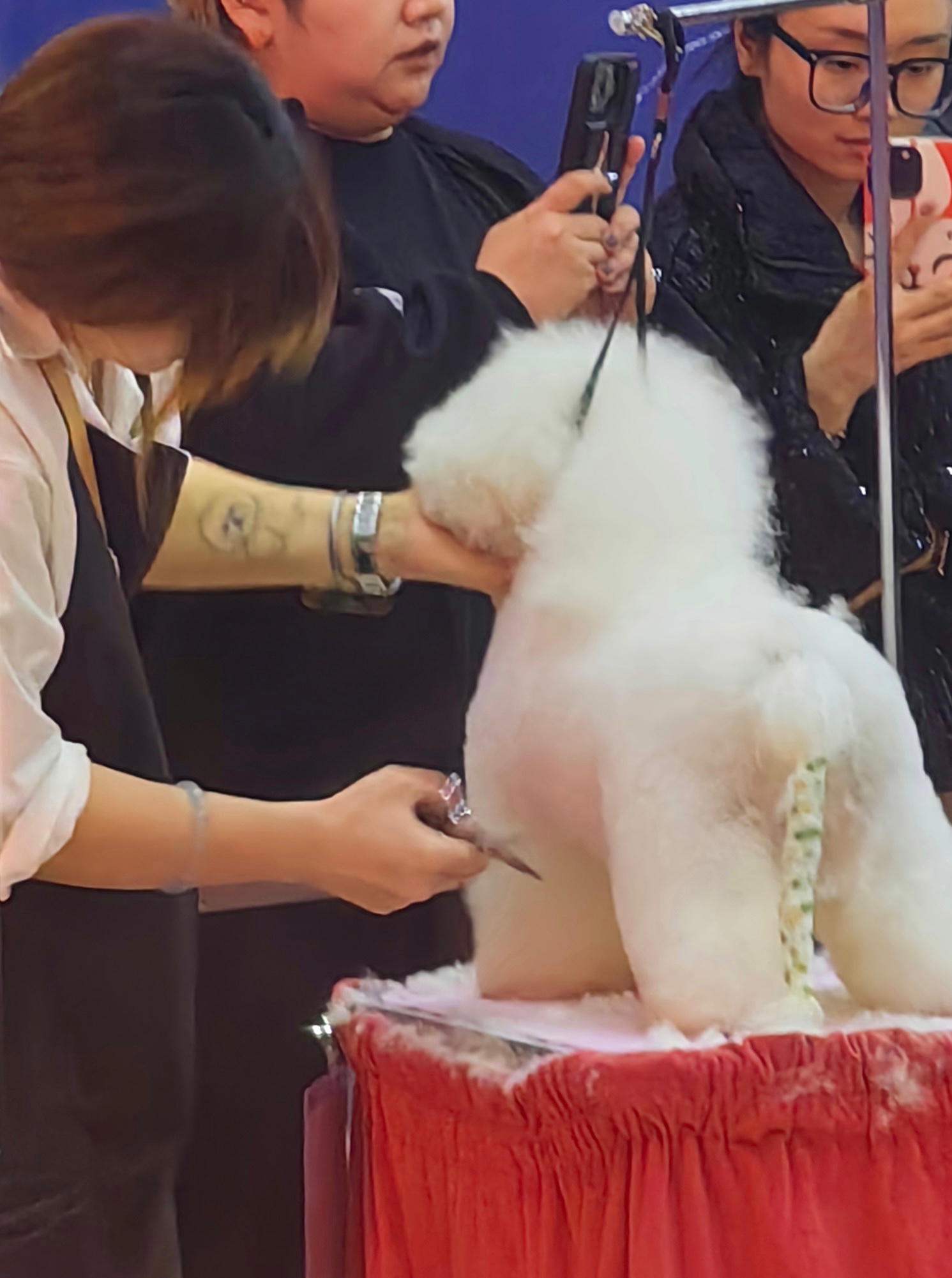 Competition grooming