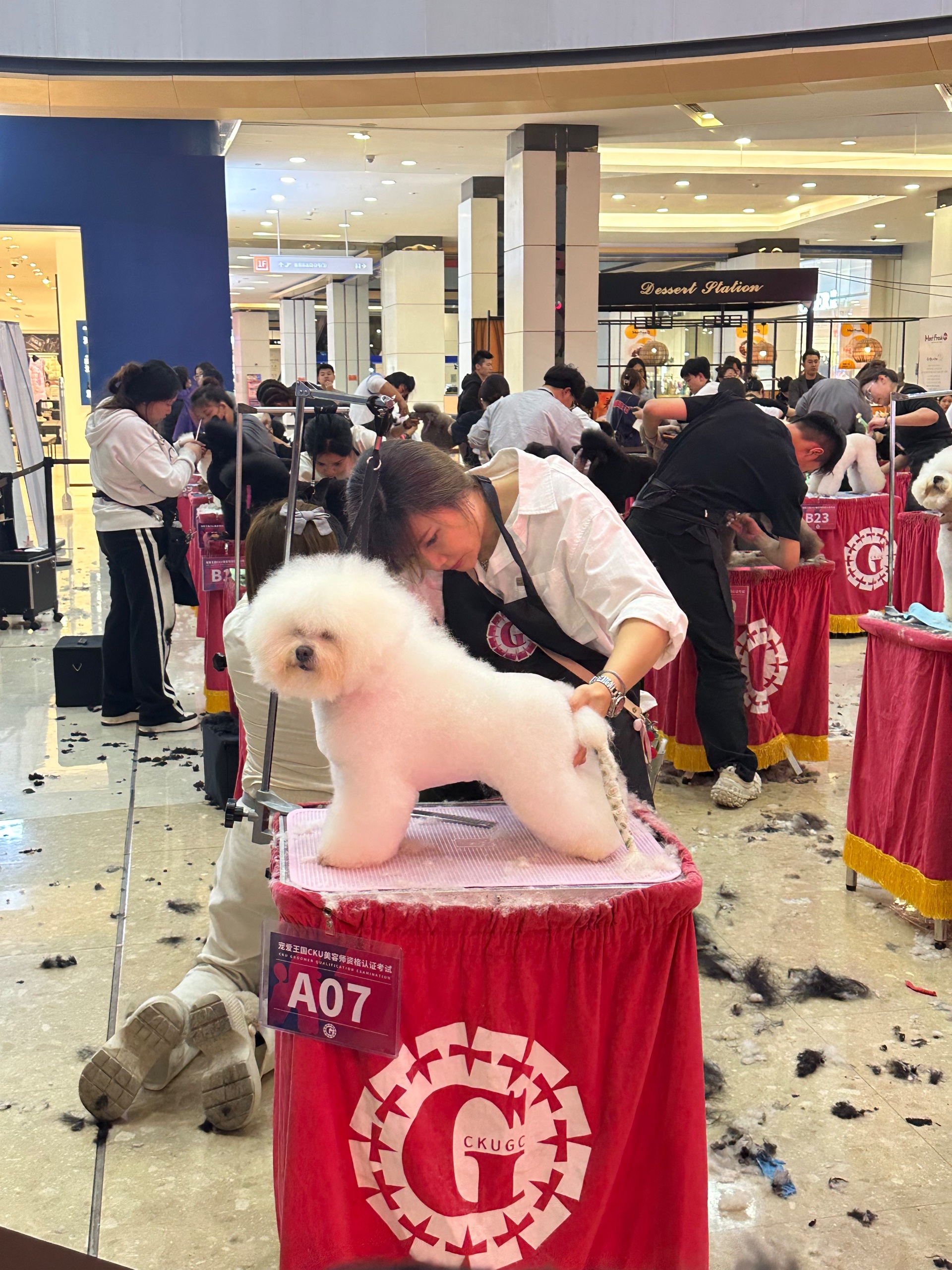 Competition grooming