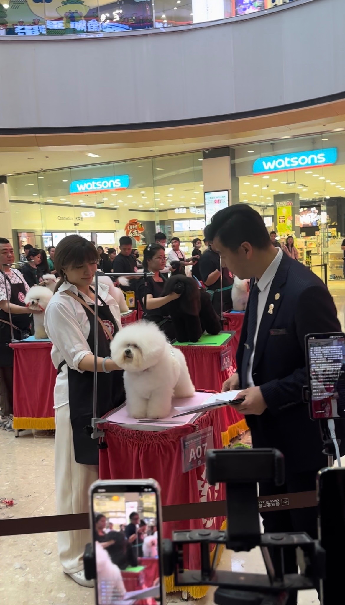 Competition grooming