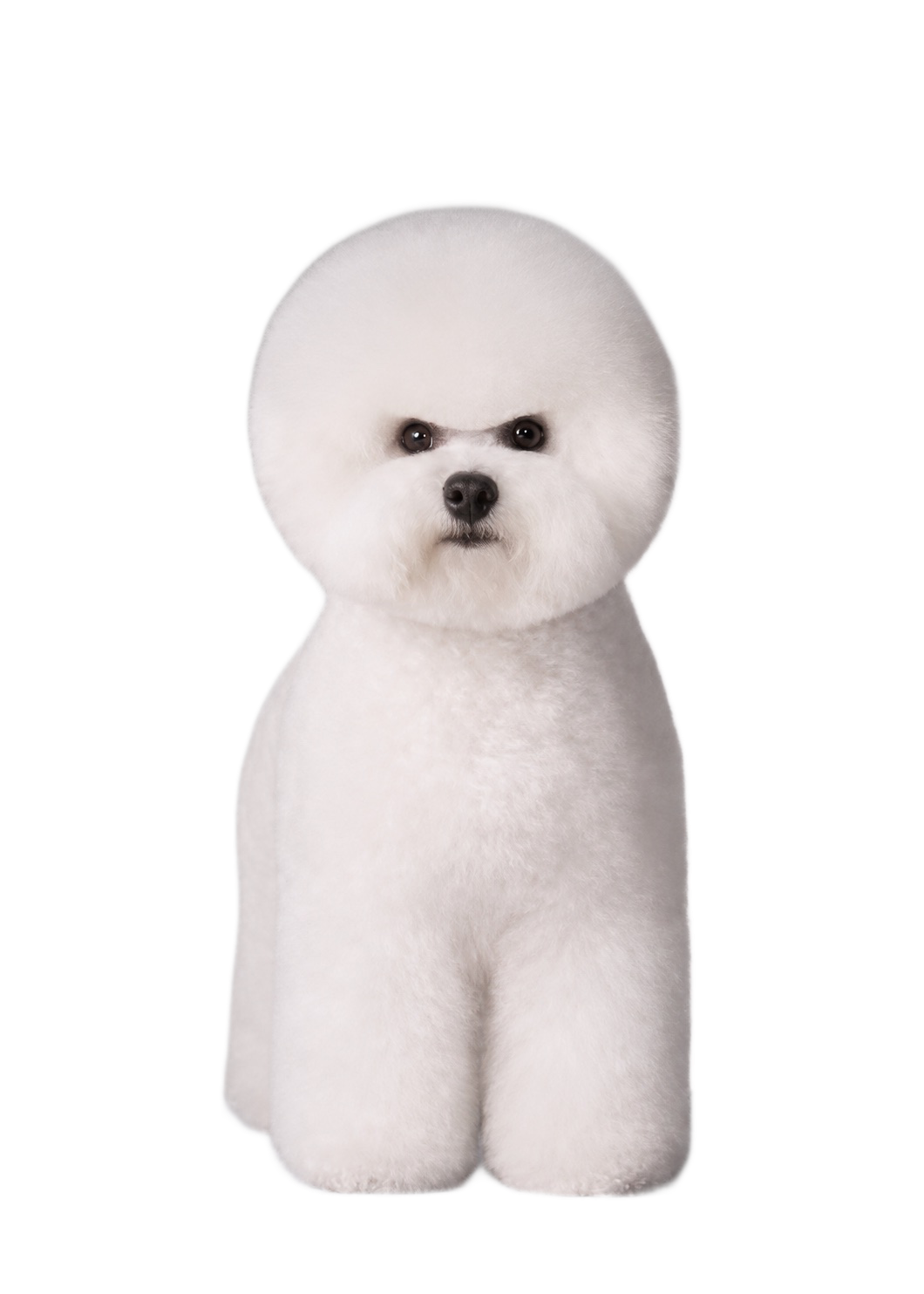 Rachel with a Bichon Frisé — JJFREYJA