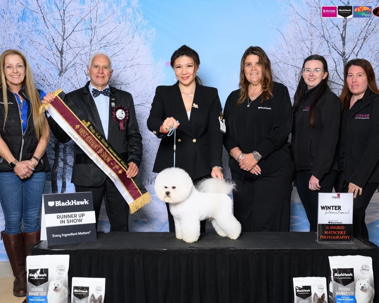 Rachel exhibiting a Bichon Frisé at a championship show