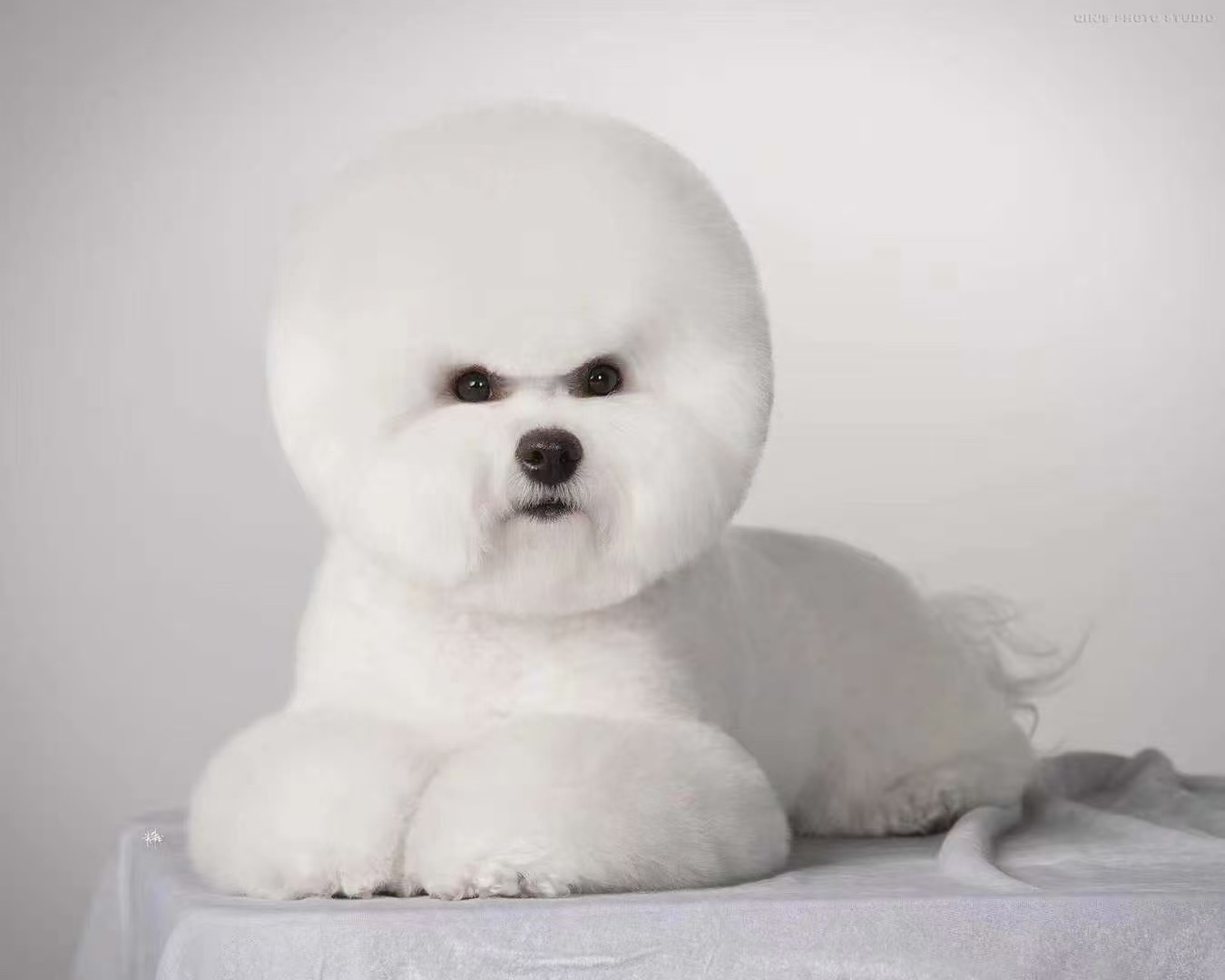 A Bichon Frisé receiving a veterinary check-up