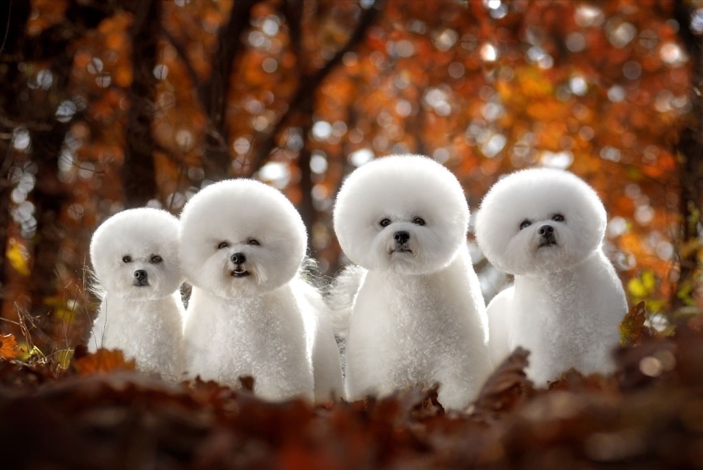 A JJFREYJA Bichon Frisé