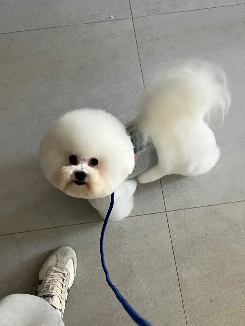 Adult Bichon Frisé standing