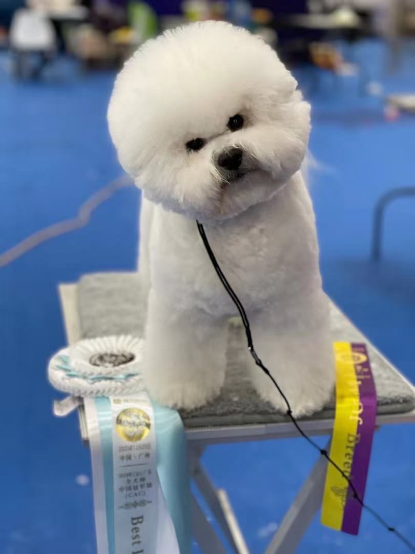 Bichon Frisé puppy in a basket